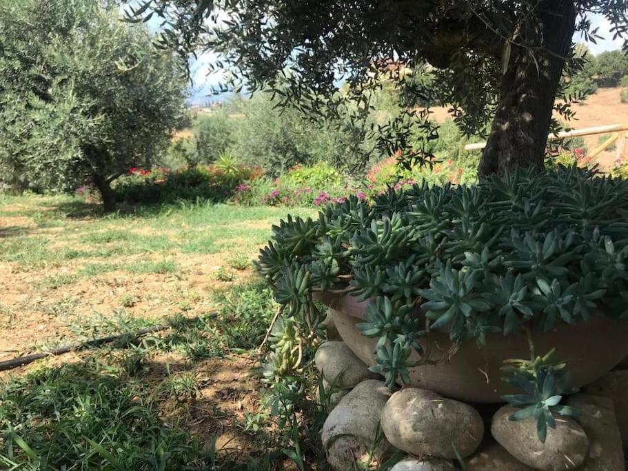 Appartamento Olivo Collecorvino エクステリア 写真